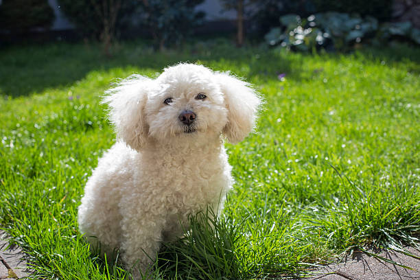 istock Bichon Frise sitting in the garden 532192119