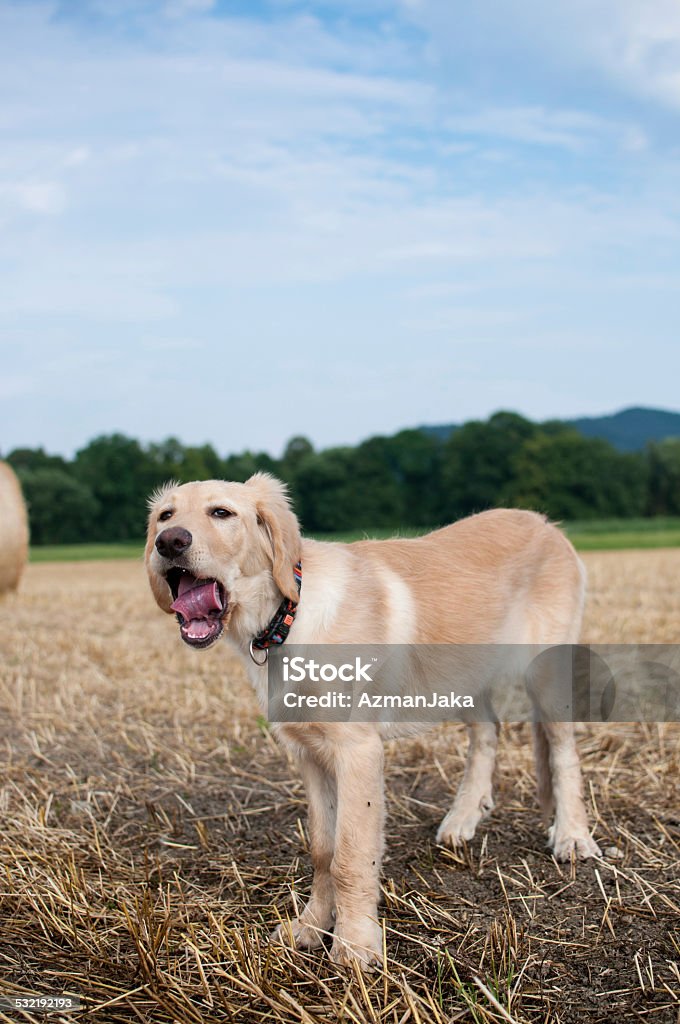 Dog in The Field Outdoors Dog yawning outdoors. 2015 Stock Photo