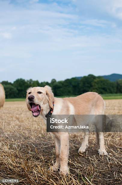 Dog In The Field Outdoors Stock Photo - Download Image Now - 2015, Animal, Animal Hair
