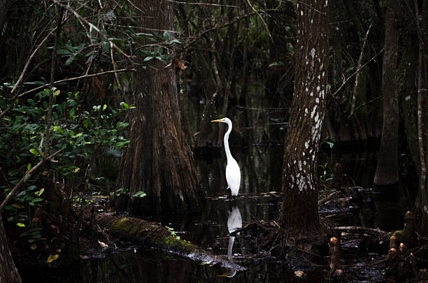istock Great Egret in the Everglades 532192204