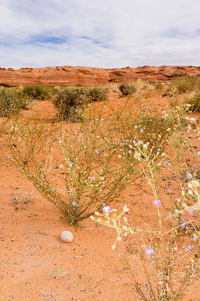 United States. Arizona. Coconino County. The desert near Lake Powell. Lake Powell is a reservoir on the Colorado River, between Utah and Arizona. It is a vacation spot visited by two million people every year. It lies on an area of 161,390 acres (65,310 ha) and has 1960 miles (3161 km) of shoreline (more than the entire Pacific coast of USA). Because of its ecological effect on the Colorado River and on the environment, Lake Powell and its dam have inspired heavy controversy from environmentalists.