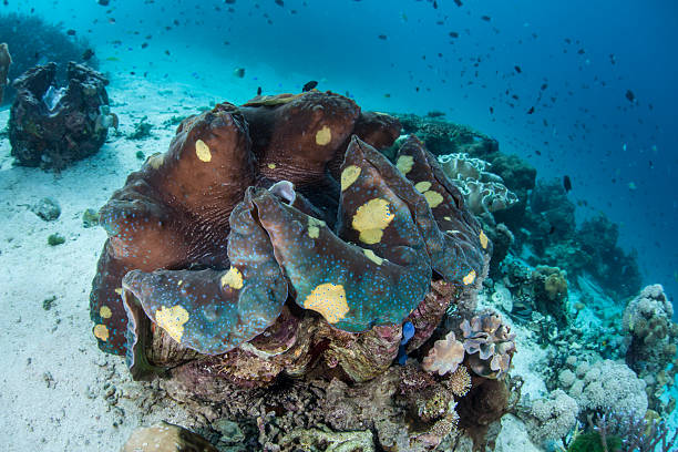 istock Giant Clam in Tropical Pacific 532193474