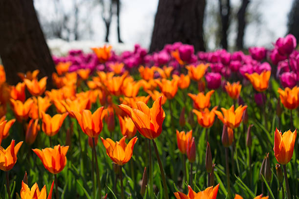 istock tulips of various colors in nature in spring 532193760
