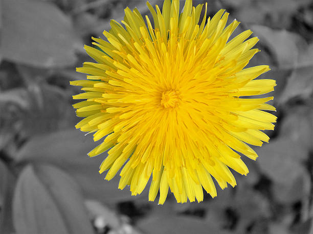 istock Single Sunny Bright Yellow Dandelion Blossom 532193940