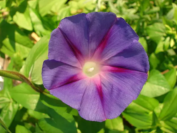 Single,  purple morningglory flower