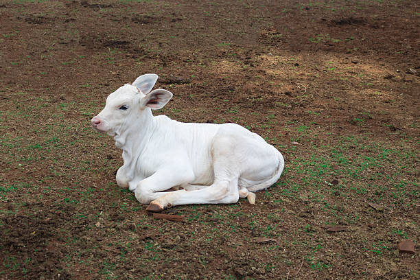 Cattle - Nelore Calf on farm
