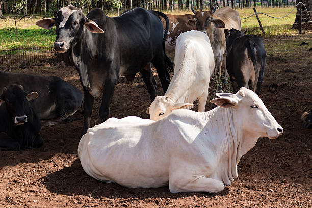 istock Cattle - Nelore cow on farm, brazil 532195106