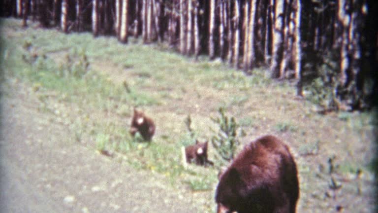 1961: Grizzly bear mom and young cubs on side of road.