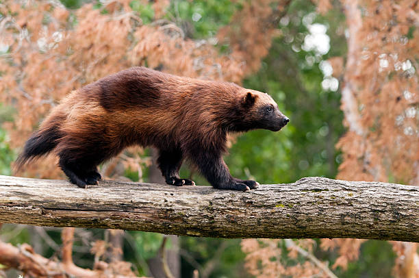 1,167 Wolverine Stock Photos, Pictures & Royalty-Free Images - iStock | Wolverine animal, Wolverine mascot, Wolverine snow 1,167 Wolverine Stock Photos, Pictures & Royalty-Free Images - iStock | Wolverine animal, Wolverine mascot, Wolverine snow