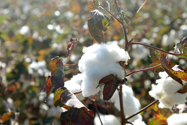 コットンの花で日光浴 - cotton flower textile macro ストックフォトと画像