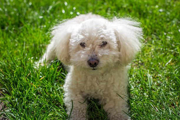 istock Bichon Frise lying in the garden 532203201
