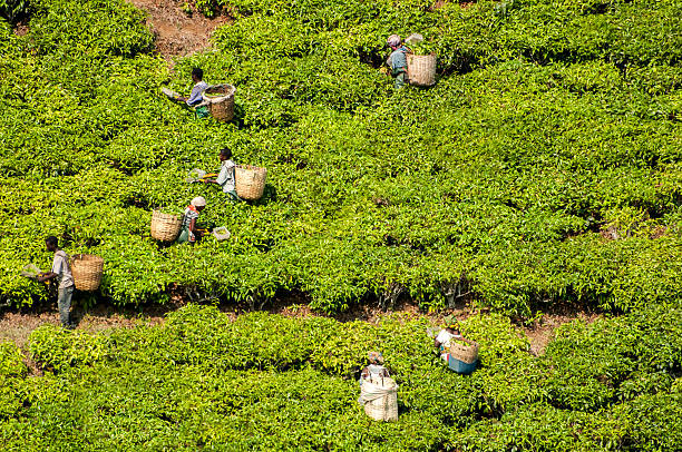 Tea Harvest Workers in the distance busy picking tea on the tea farms in Southern Tanzania. field workers stock pictures, royalty-free photos & images