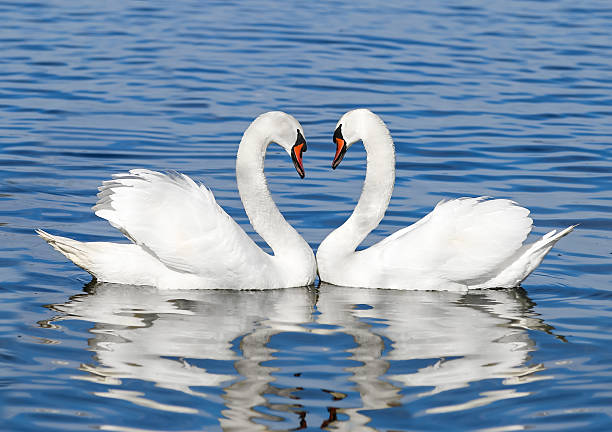 pair of white swans
