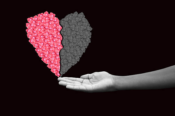 humana mãos segurando um coração feito de rosas - rose rosé women valentines day imagens e fotografias de stock
