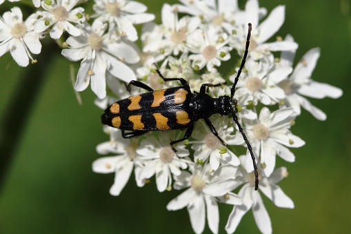 One yellow and black longhorn beetle taing pollen from a flower in Shalford, Surrey