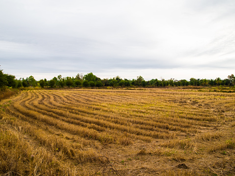 The field after the harvest.