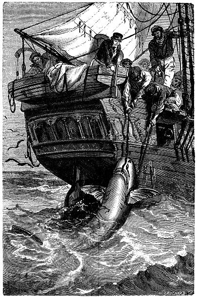 istock Antique illustration of shark fishing 532206025