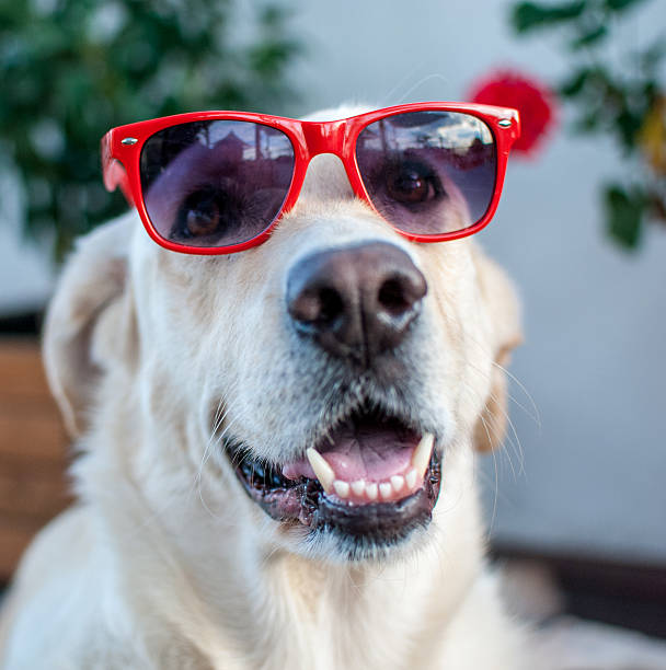 istock Labrador retriever dog with glasses 532208479