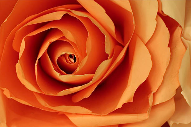 istock Abstract orange rose background make from paper. 532208605