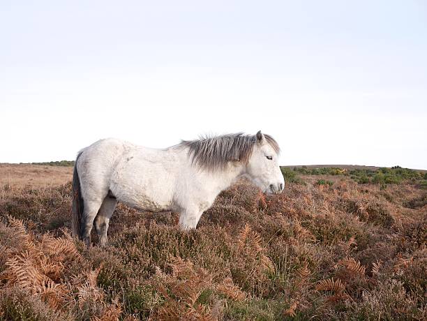 istock wild grey horse standing winter new forest national park 532208665