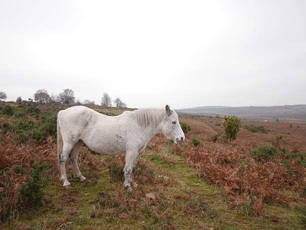 istock wild white horse standing dusk winter gloom new forest 532208685