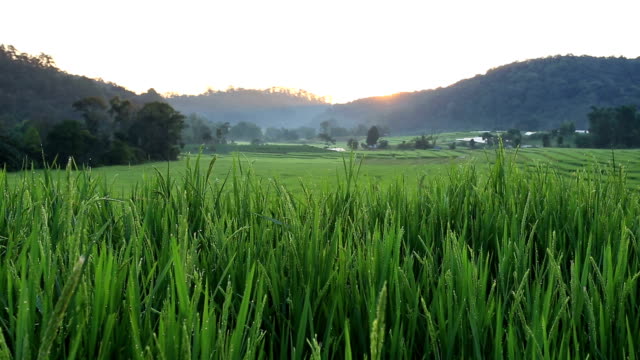 sunrise scene, terrace rice fields