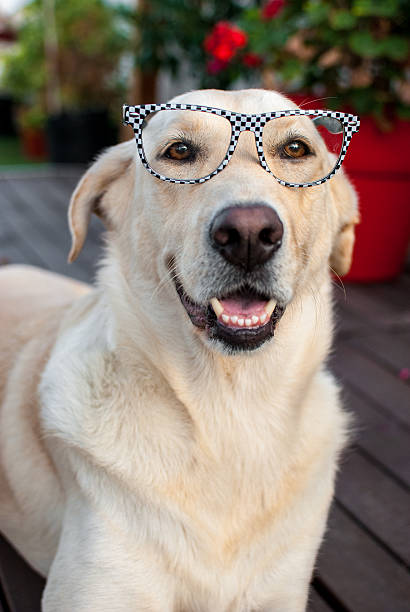 istock labrador dog retriever with glasses 532219751