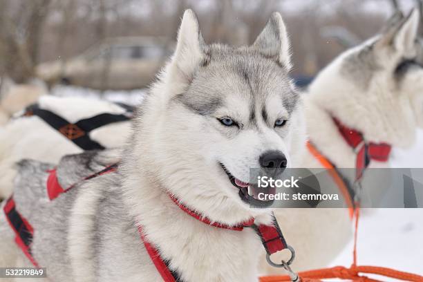 Husky Siberiano Foto de stock y más banco de imágenes de 2015 - 2015, Actividad, Aire libre