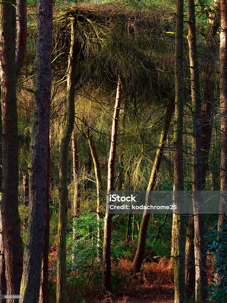 woodland a view of a wood or a forest with trees and leaves 2015 Stock Photo