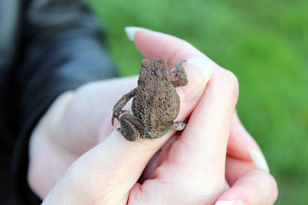 istock Girl holds a frog in her hands 532220503
