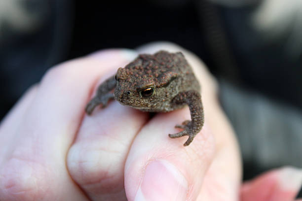 A girl holds a frog in her hands