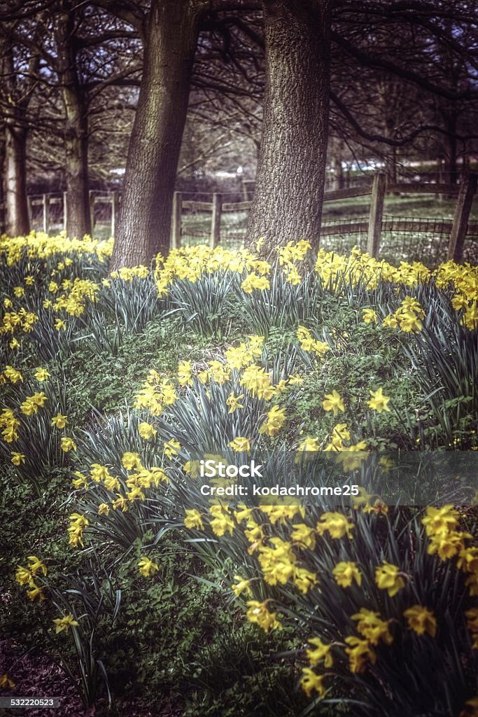 daffodil daffodils in early spring 2015 Stock Photo