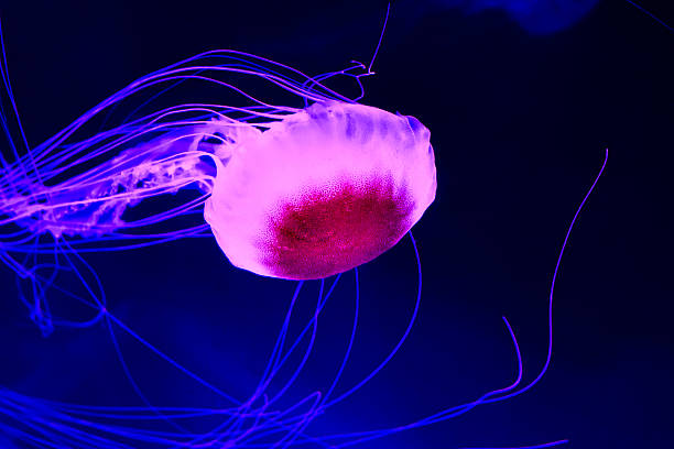 istock Jellyfish in deep blue sea 532221223