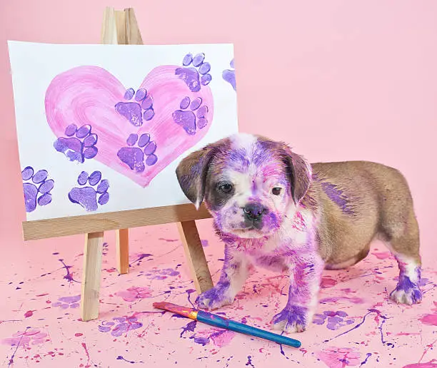 Silly puppy that made a mess painting a picture of a heart with paw prints going through it.