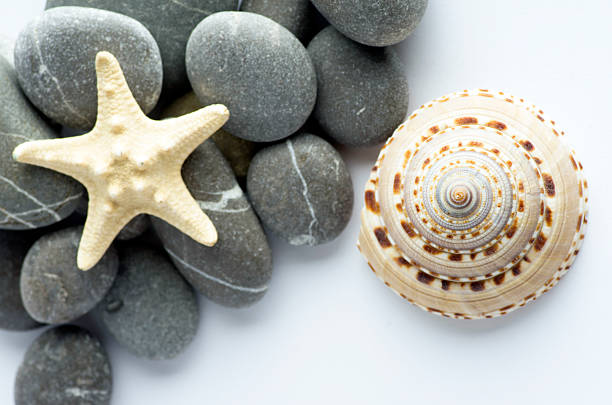 Star Stone Shell 30+ Starshell Stock Photos, Pictures & Royalty-Free Images - iStock