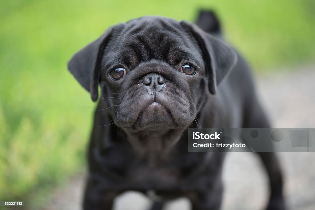 Little black pug puppy 2015 Stock Photo