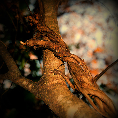 2013.11.17 @ Tulsa, OK, USA -- Beautiful twisted tree branch on Turkey Mountain; seen during family hike; natural beauty and perfection; Instagram edit.