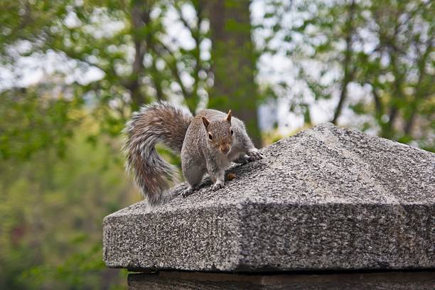 animali-scoiattolo rosso - ferry new york city ellis island new york state foto e immagini stock