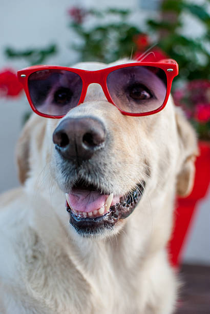 istock labrador dog retriever with red sunglasses 532223397