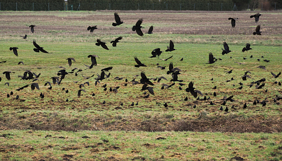 Big flock of rooks (Corvus frugilegus) on a field.
