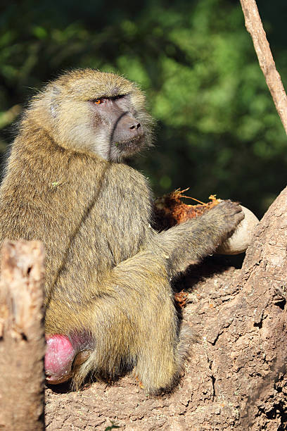 istock Olive baboon eating a sausage tree fruit Kigelia 532224433