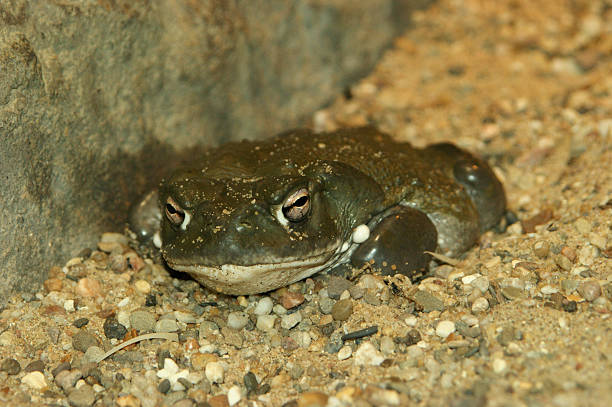 Sonora desert toad Names: Sonora desert toad, Colorado river toad colorado river toad stock pictures, royalty-free photos & images