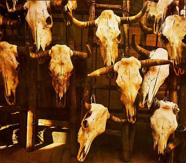 woły głowy z rogów wyświetlić - horned death dead texas longhorn cattle zdjęcia i obrazy z banku zdjęć