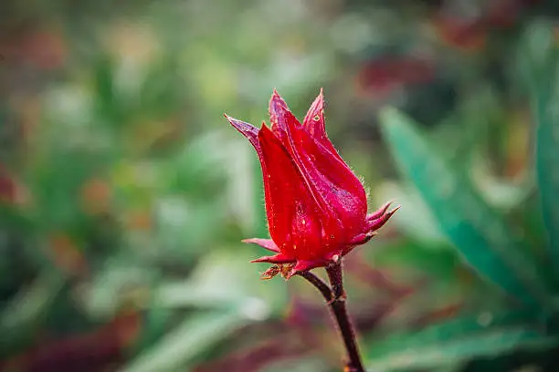 The bud of a red, rosella fruit flowering on a farm in Pai, Thailand stands out against the green plants in the background. Depth of field is shallow in this horizontal, color image. Photographed with a Nikon D800.