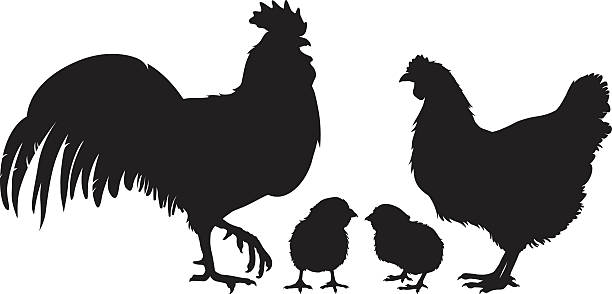 Chicken family silhouette vector art illustration