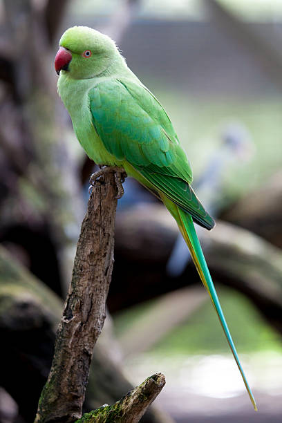 Green Indian Ringneck Parrot stock photo