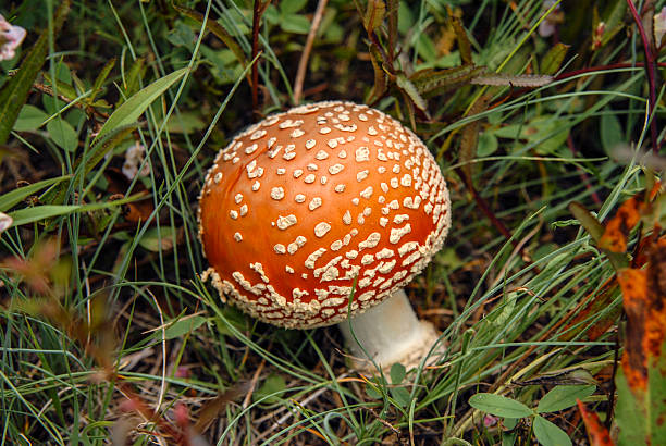 istock Amanita Muscaria 532239693