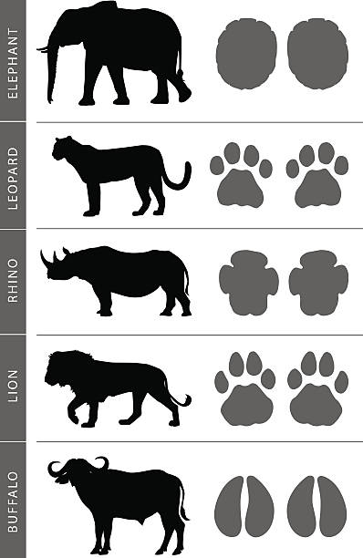 śledzi afryki big pięć - five animals stock illustrations