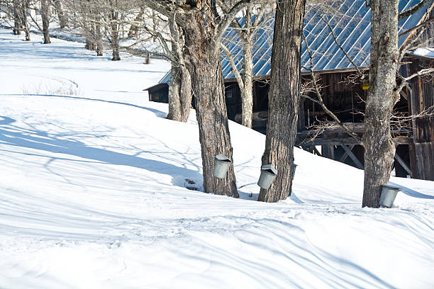 istock Maple sap buckets on trees near old building 532245553