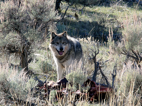 Wild Gray timber wolf near prey,food in Yellowstone National Park.